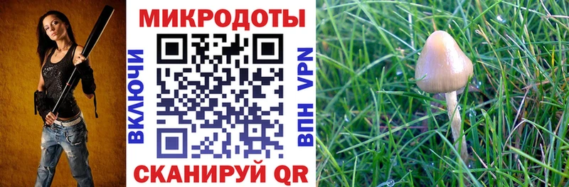 Купить где  Чернушка  Псилоцибиновые грибы мицелий 